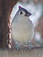Titmouse