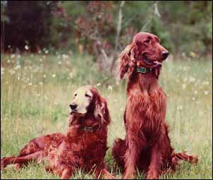 Photo of Sitting Irish Setters