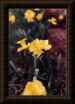 Thumbnail of Daffodils