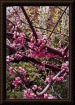 Thumbnail of Dogwood