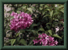 Thumbnail of Lilacs