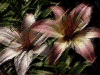 Thumbnail of Dennis's Day Lilies