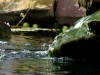 Dennis's Lily Pond