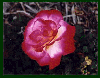 Thumbnail of Mom's Rose
