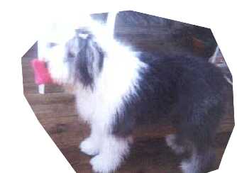 poopsiewiththangiecutout.jpg (6998 bytes)