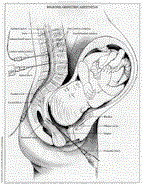 rebmidwife@worldnet.att.net