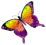 rainbow butterfly