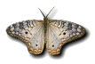 white butterfly