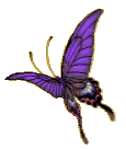 blue butterfly
