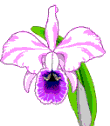 orchid