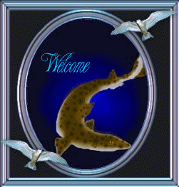 Catshark's gift