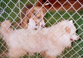 Sammy and Walker