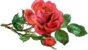 roseaward2.jpg (7633 bytes)