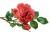 roselacebuttiny.jpg (1212 bytes)
