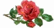 srose.gif (3352 bytes)