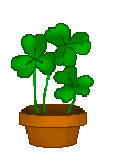 shampot