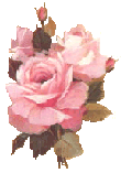 PinkRose