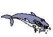 runshark.gif