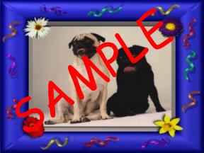 Sample Pug Baby Award