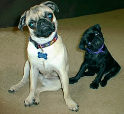 Sammy and Gracie