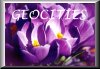 FREE WEB PAGES!!