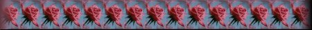 rosebar