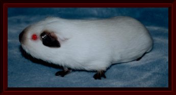 TCC's Grand Champion Algernon II
