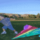 Fly a kite.