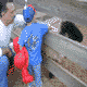 Visit a farm.