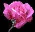 roze6.jpg