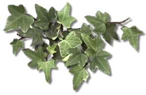 Eivytn.gif (26548 bytes)