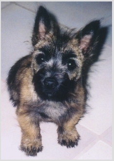 Young Max