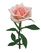 pinkrose.gif (6686 bytes)