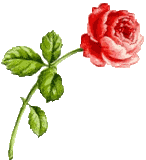 rosered.gif (4962 bytes)