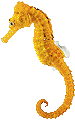 seahorse.gif (2477 bytes)