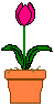 tlip1.gif (586 bytes)