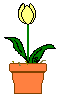 tlip2.gif (607 bytes)