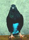 http://www.oocities.org/Heartland/Garden/8827/featherportrait.JPG