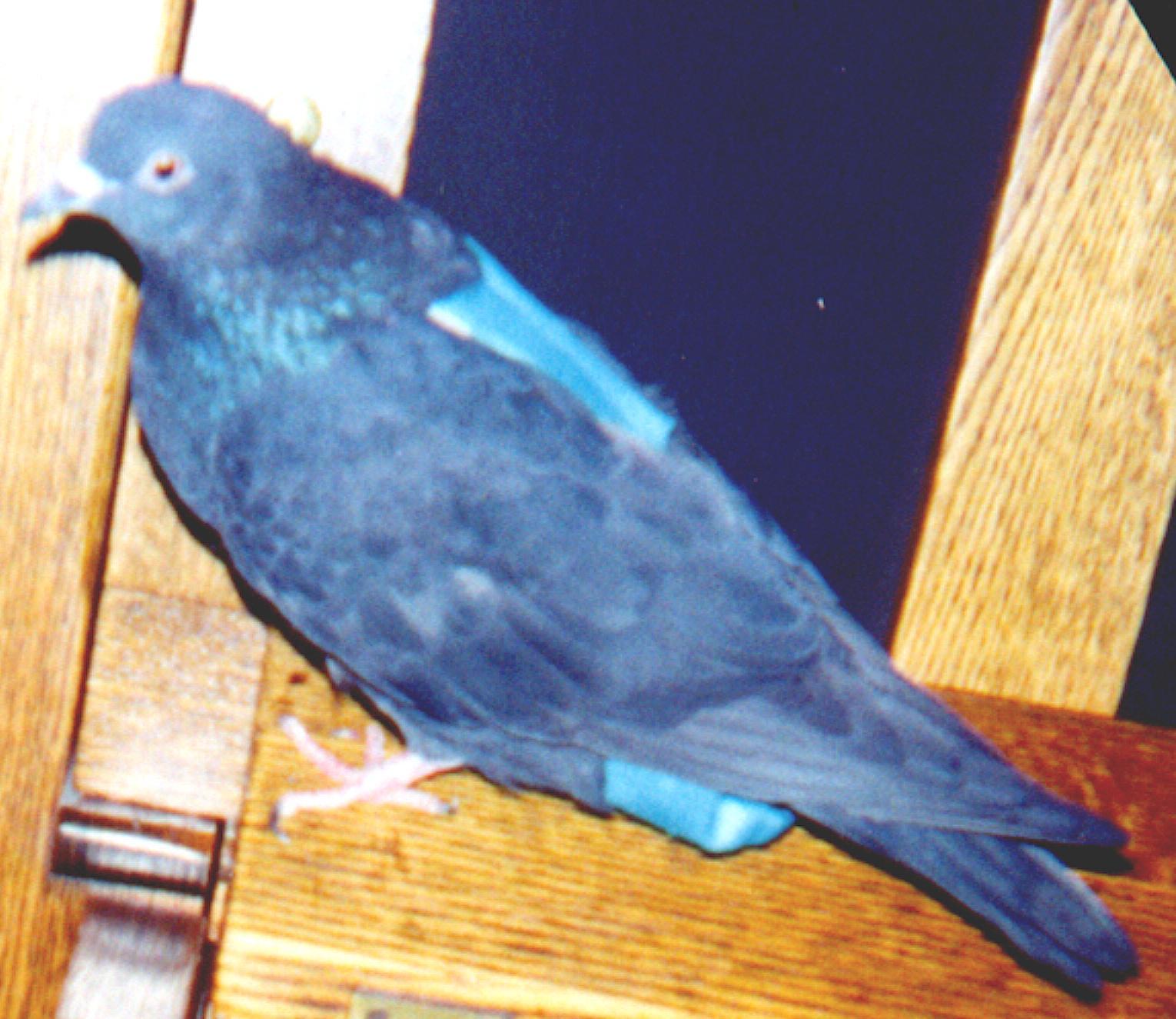http://www.oocities.org/Heartland/Garden/8827/feathers1.JPG