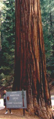 Yosemite National Park
