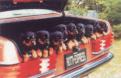 Rottweiler pups