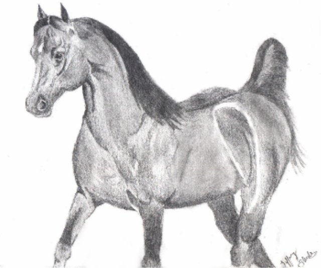 Arabian Dreams