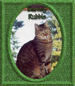Barney Rubble, my kitty adopted from LadyJ