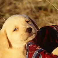 puppy1.gif graphic by Tiffany