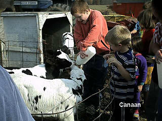 watch that calf go.....