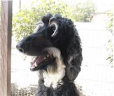 �s�����A�I�X�J�[�܁B���������݂ɂȂ�Ƃs�u�ŘA���A���̓x�ӂ�ނ��B