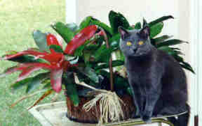 Pretty Lilly