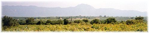 the family vineyards