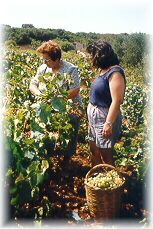 picking grapes