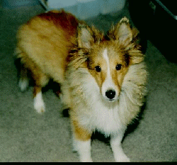 Baby Laddie 1 picture